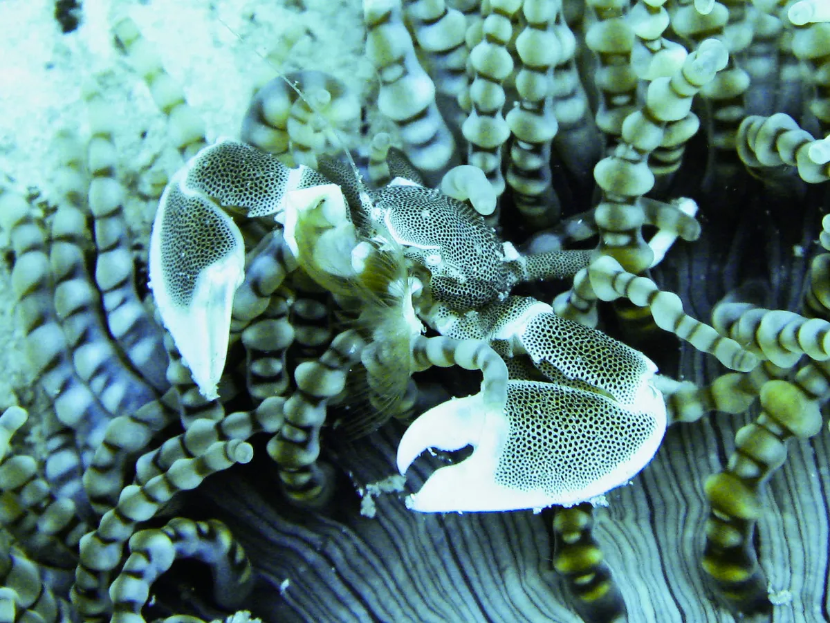 Mnemba Atoll Snorkeling