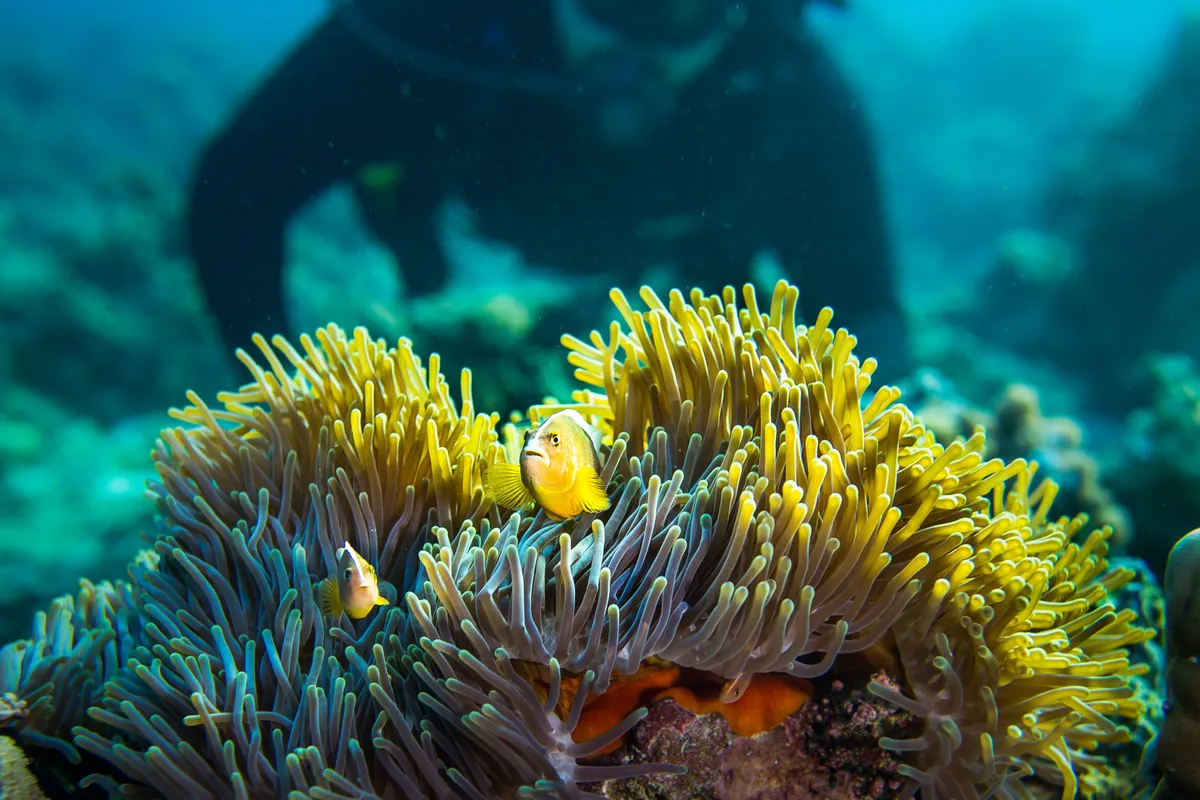 Scuba Diving