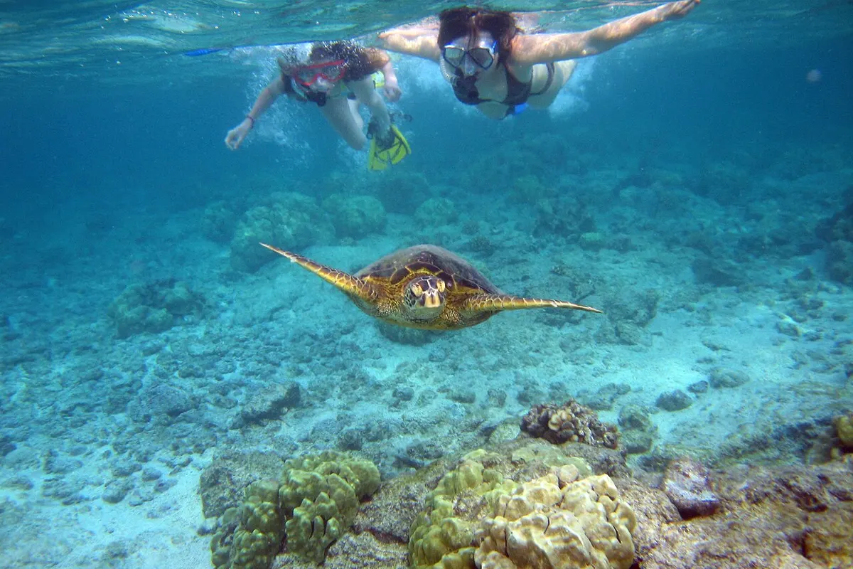 Swim with Sea Turtles