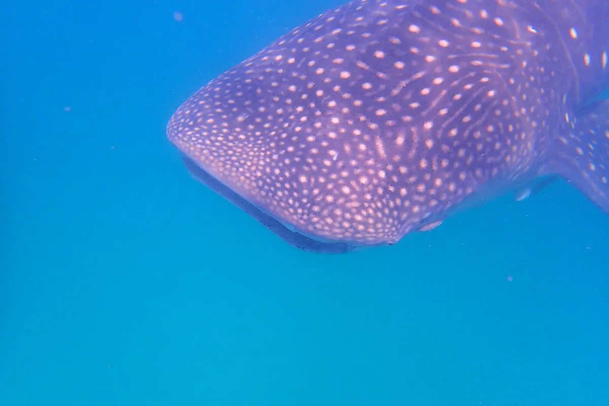 Swim with Whale Sharks (Mafia Island)